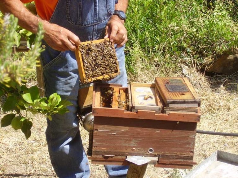 AMBIENTE “ Stop dall’Ue ai pesticidi killer delle api. La situazione in Toscana
