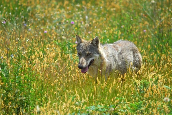 AMBIENTE “ Parco Nazionale delle Casentinesi, il lupo ed il turismo in un incontro