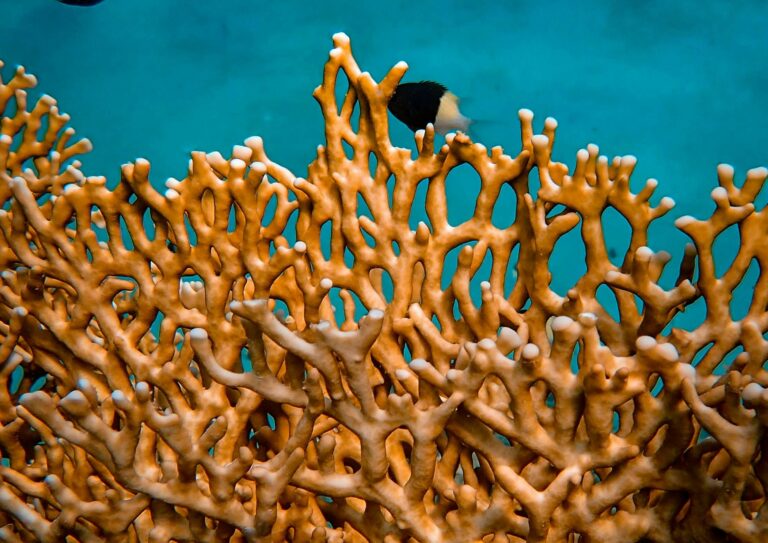 Anche i coralli colpiti dalla crisi climatica