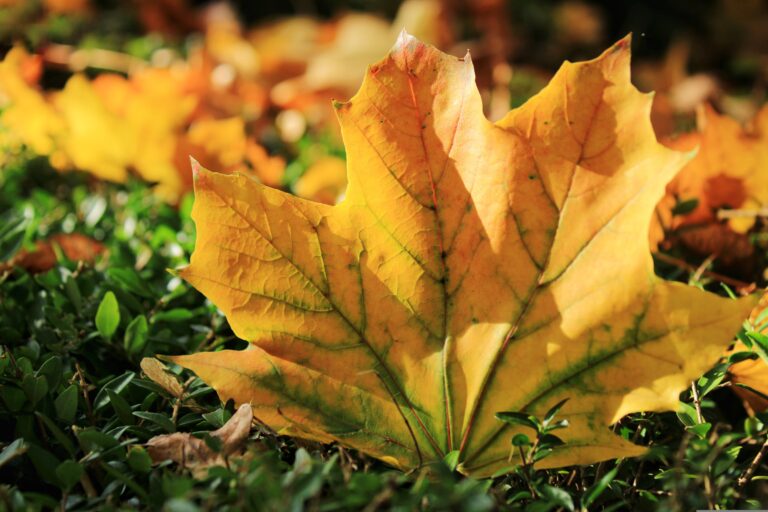 Appunti d’autunno
